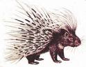 porcupine