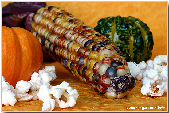 North American Indian Corn