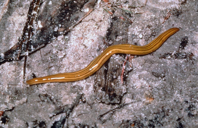 land planarian