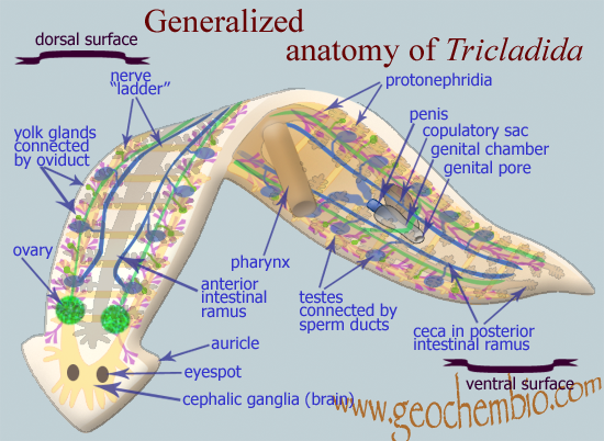 planarian