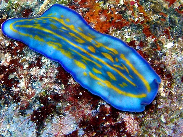 planarian marine