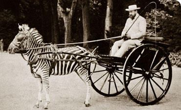 Zebra-drawn carriage driven by Lord Lionel Walter Rothschild
