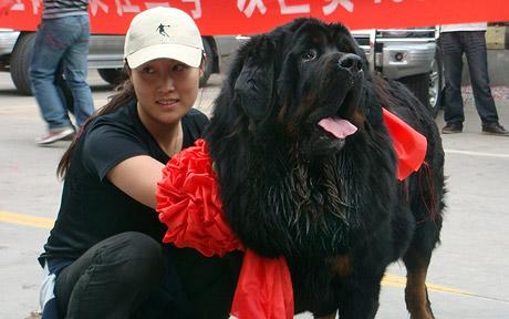 mastiff1