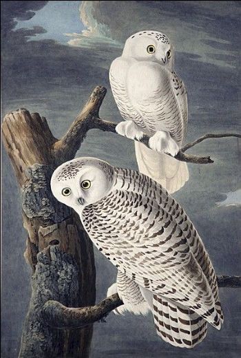 An owl is a symbol of wisdom in English but in Hindu cultures it is an epithet for stupidity. print of work by John James Audubon. click image for source...